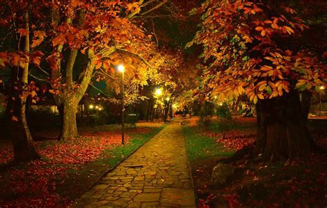 A paved path at night, lined by autumnal trees whose trunks are illuminated by street lamps.
