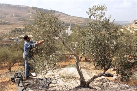 A man harvesting olives from an olive tree in Palestine. Behind the oiive tree are low hills and the white minaret of a mosque.